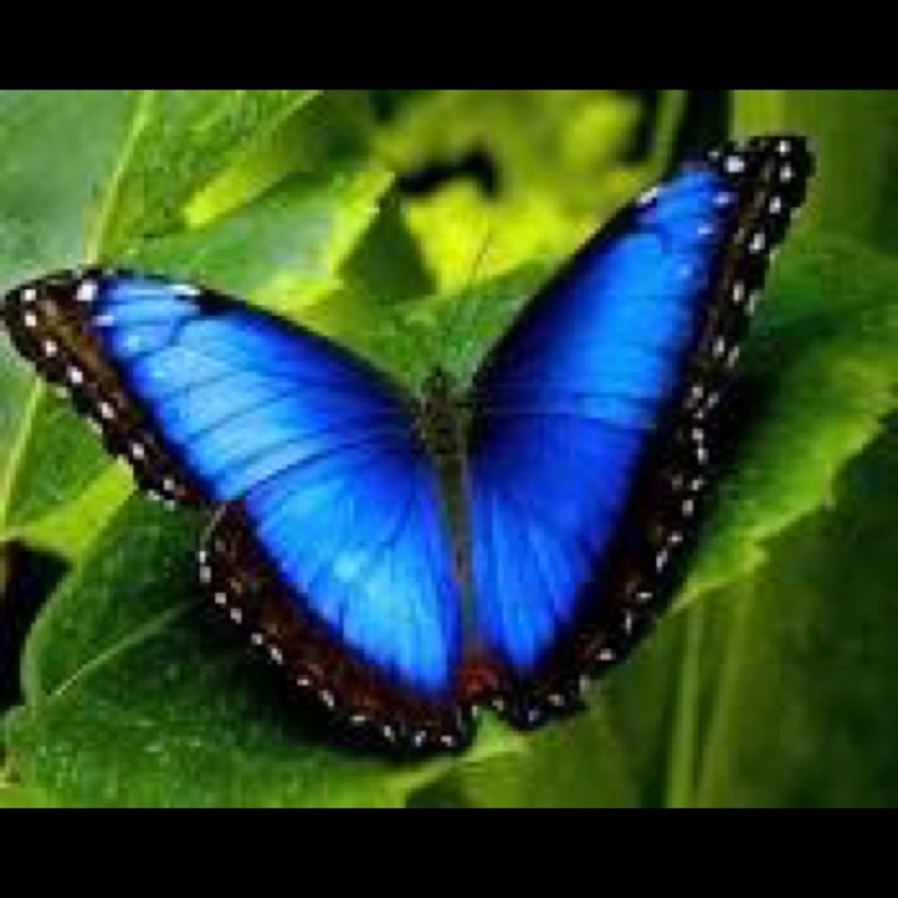 Meet your Posher, Carmen